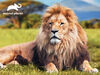 Animal Planet: African Lion - 100 Piece 3D Puzzle with Figure