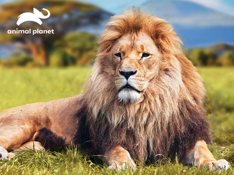 Planète Animale - Lion d'Afrique - 100 pc Casse-tête Super 3D avec figure