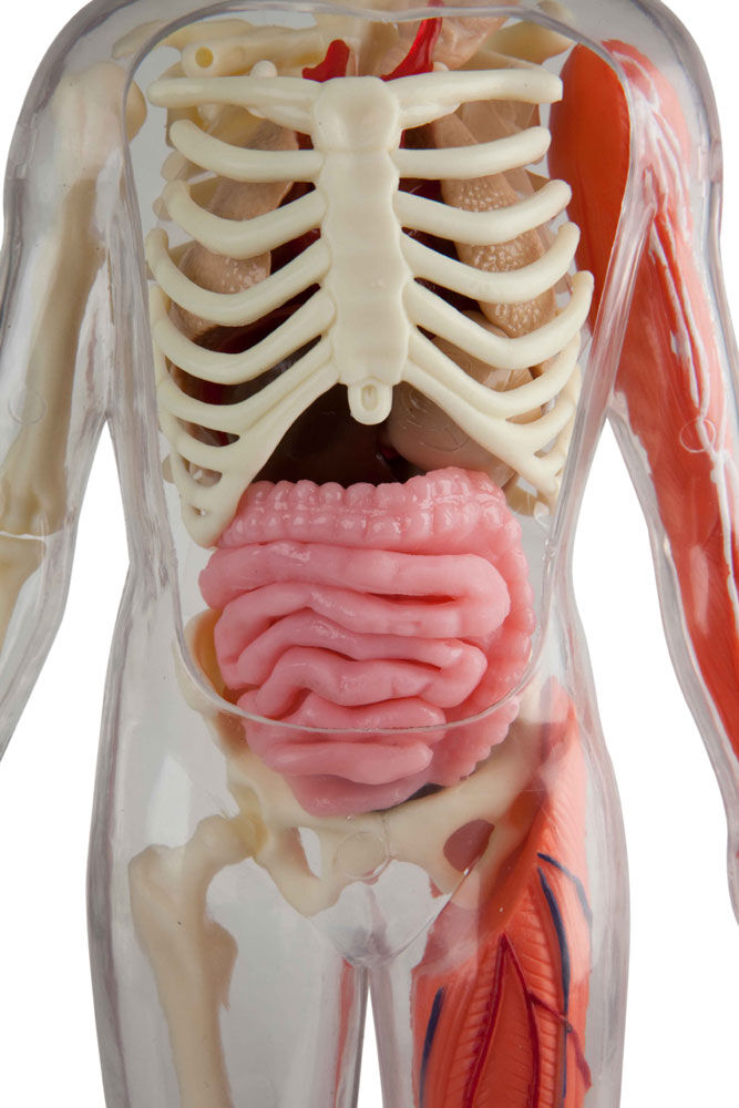 Squishy human body deals toys r us