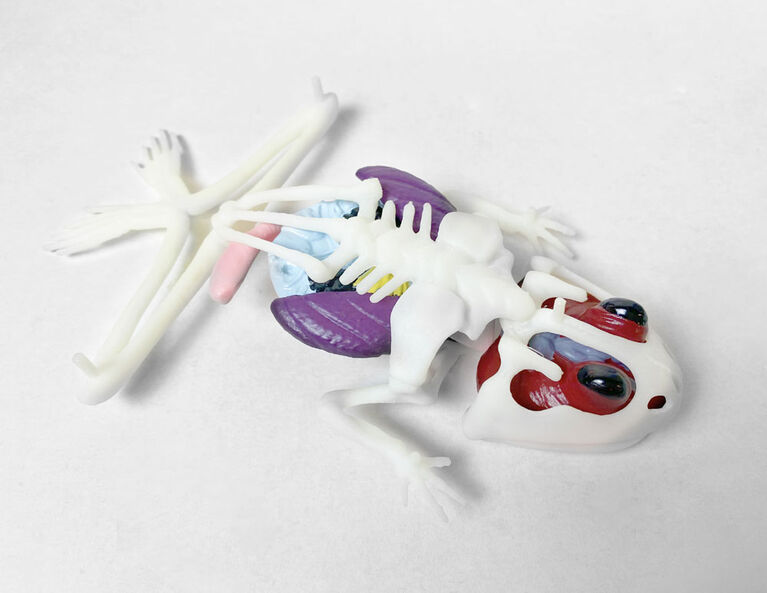 Dissect It - Frog