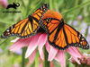 Planète Animale -  Papillon Monarquet - 63 pc Casse-tête Super 3D - Notre exclusivité