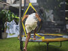 Trampoline avec enceinte Plum Junior en thème de la jungle, 4,5 pi