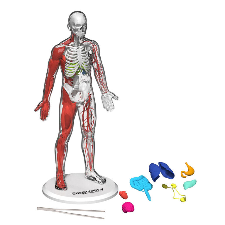 Discovery Toy Human Anatomy Kit