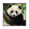 WWF 100 pc. Puzzle - Panada - English Edition