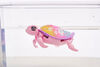 Little Live Pets Lil' Turtle S10 Single Pk Fleur De Plage