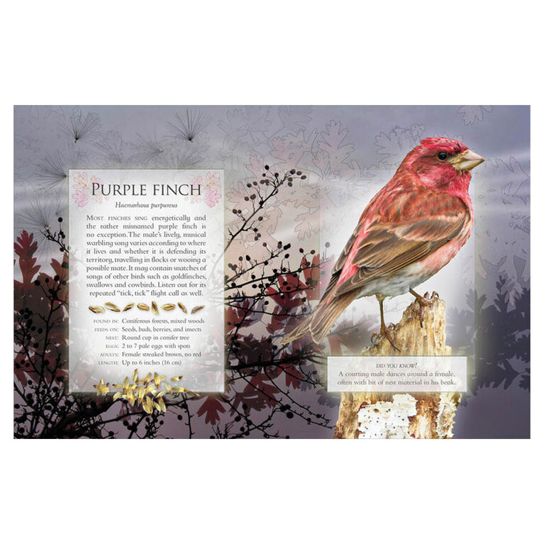 The Little Book of Woodland Bird Songs  - English Edition