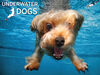 Underwater Dogs Brady 100 Piece Super 3D Puzzle