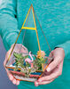 Tropical Terrarium
