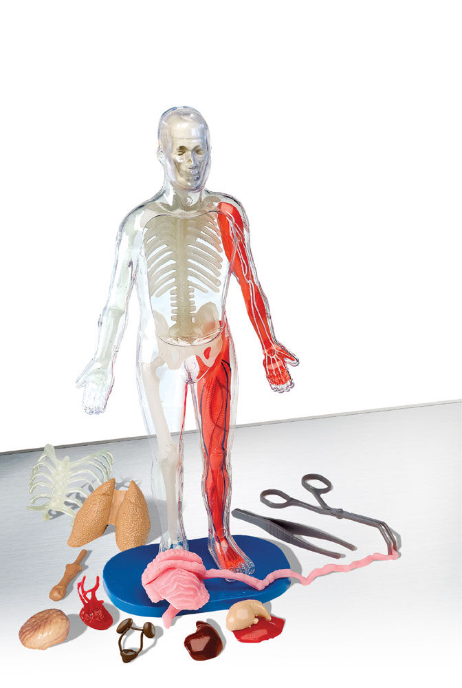 Squishy human body deals toys r us