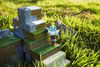 Minecraft Overworld Playset