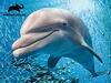 Animal Planet - Dolphin - 100 Piece 3D Puzzle - R Exclusive