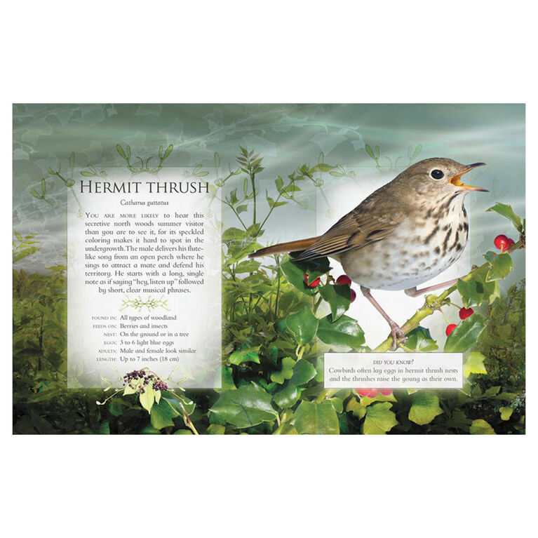 The Little Book of Woodland Bird Songs  - English Edition