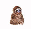 BBC Planet Earth 18" Sloth