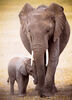 Eurographics Elephant & Baby Oversize 300 Piece Puzzle