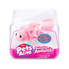 Pets Alive Swimming Axolotls By ZURU