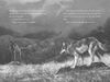 A Wolf Called Wander - Édition anglaise