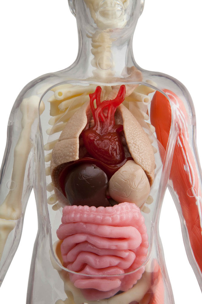 Squishy human body deals toys r us