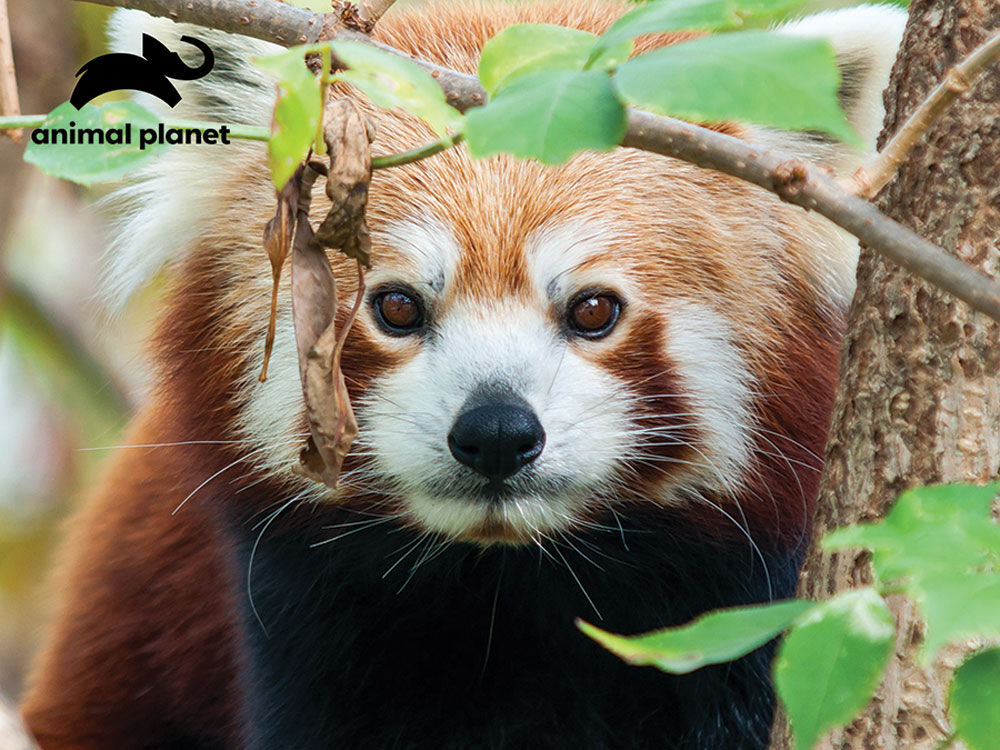 animalplamet slothcam animalplamet slothcam