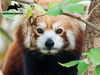 Animal Planet - Red Panda - 63 Piece 3D Puzzle - R Exclusive