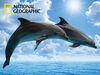 National Geographic Dolphins 500 pc Casse-Tête Super 3D