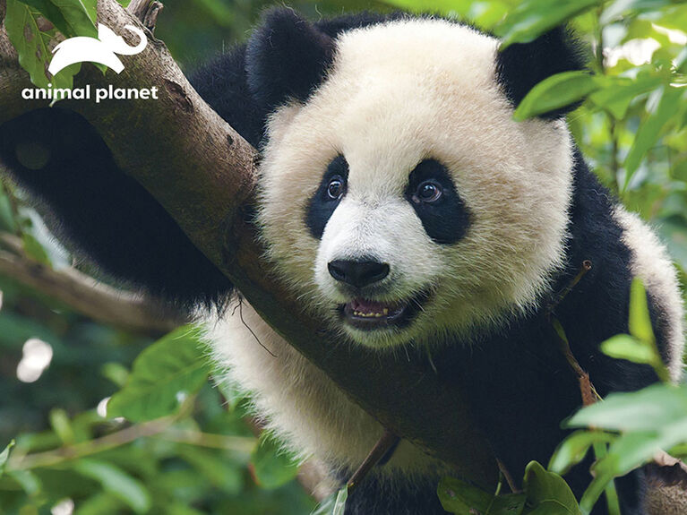 Animal Planet - Giant Panda- 100 Piece 3D Puzzle - R Exclusive