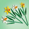 Les jonquilles Cadeau de célébration 40747