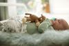 Peluche câlin pour suce Soothie Philips Avent, 0 mois+, singe.