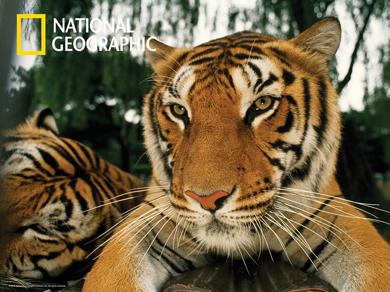National Geographic Tiger - 500 pc - Casse-tête Super 3D
