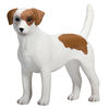 ALEX - Jack Russell Terrier - Medium