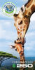 Puzzle Giraffe 250 Pièces