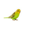 ALEX - Budgerigar Green - Small