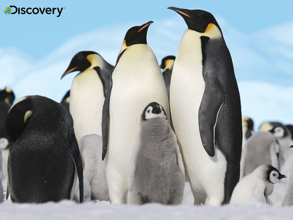 Prime 3D: Discovery Penguins Puzzle with Plush - 48 pieces