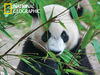 National Geographic Giant Panda 500 pc Casse-Tête Super 3D