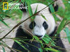 National Geographic - Giant Panda 500 Piece Super 3d Puzzle