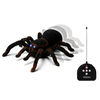 ALEX - RC Tarantula - R Exclusive
