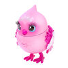 P’tit Oiseau Little Live Pets – Reine Gazou