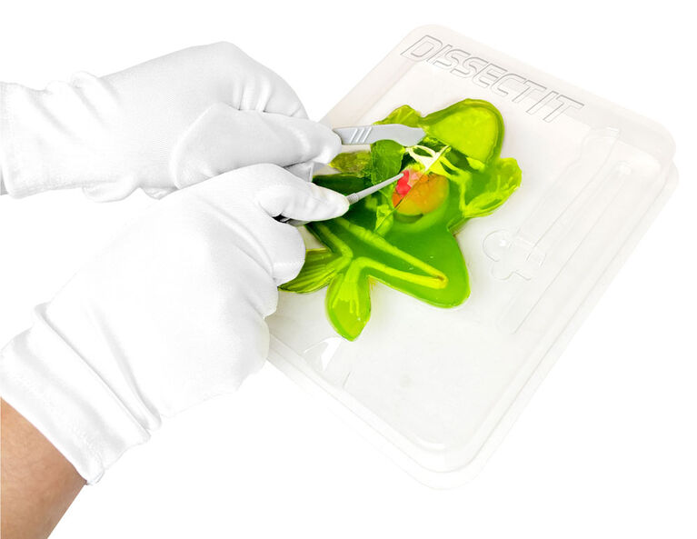 Dissect It - Frog