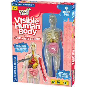 Visible Human Body