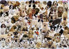 Ravensburger! Dogs Galore casse tête (1000pc)