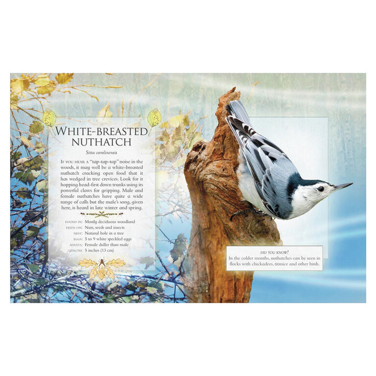 The Little Book of Woodland Bird Songs  - English Edition