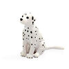 ALEX - Dalmate Chiot - Petit