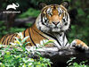 Animal Planet - Tiger - 500 Piece 3D Puzzle - R Exclusive