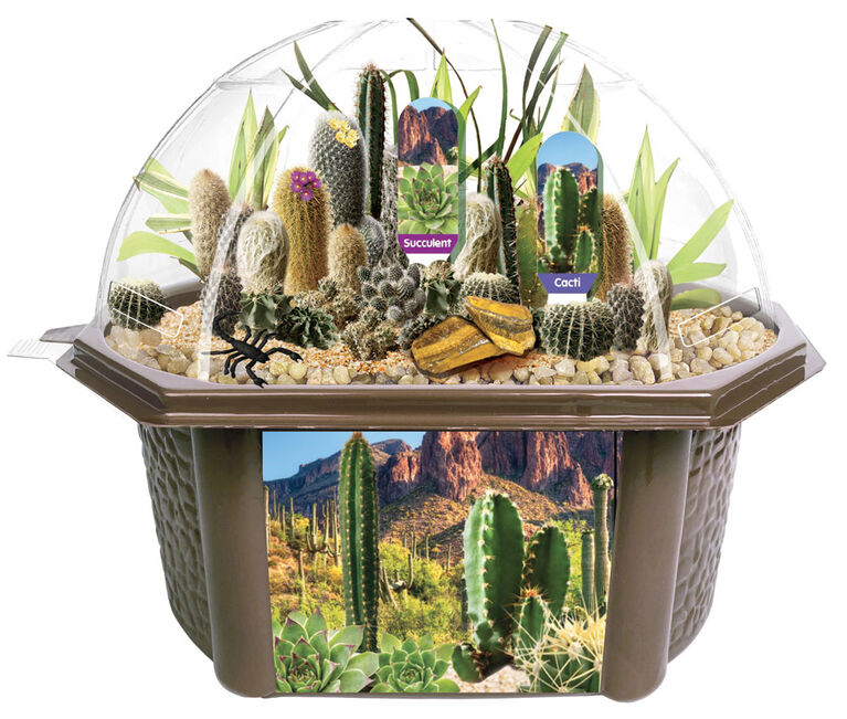 Desert Dome - Édition anglaise