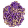 Kinetic Sand, Seashell Container with 4.5oz Neon Purple and Kinetic Beach Sand