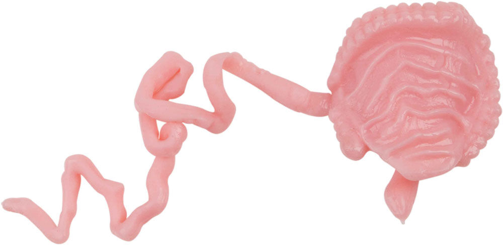 Squishy human body toys r us 2025